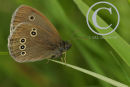 Ringlet Butterfly